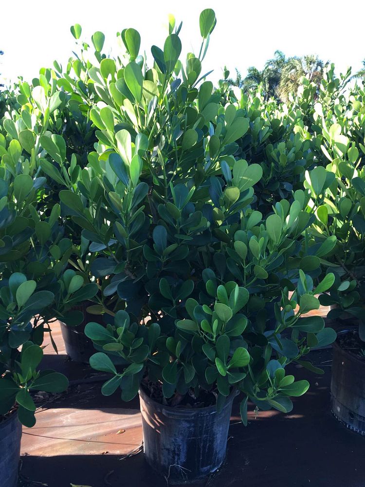 clusia-guttifera-small-leaf-clusia