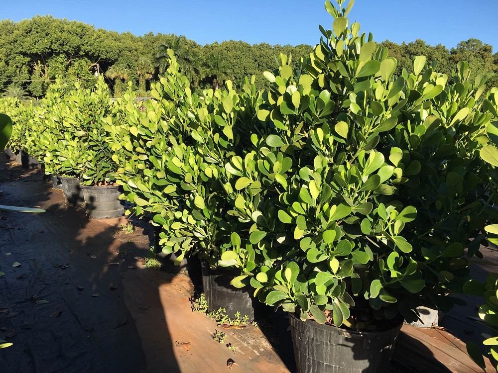 clusia-guttifera-small-leaf-clusia