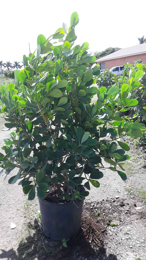 clusia-guttifera-small-leaf-clusia