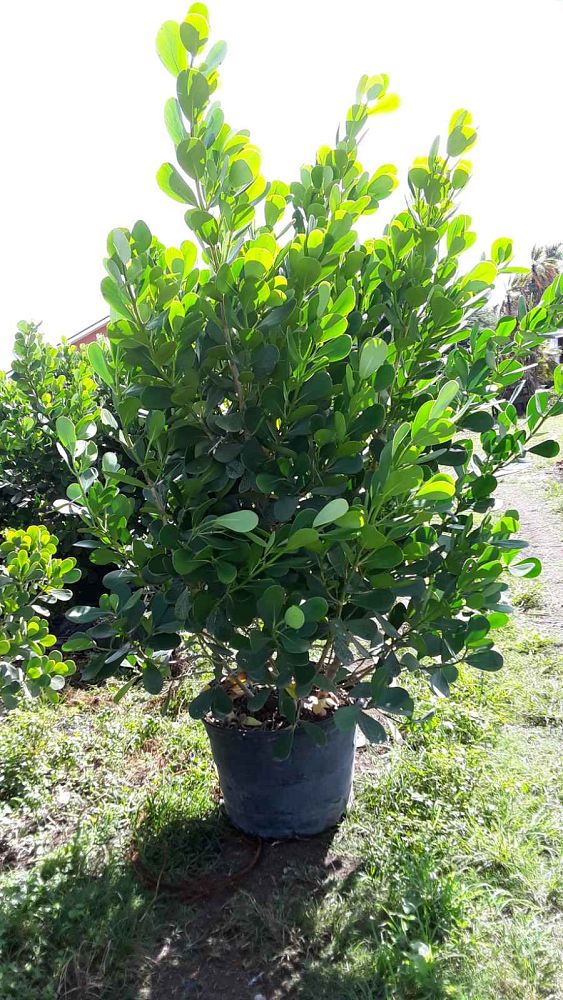 clusia-guttifera-small-leaf-clusia