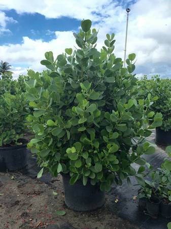 clusia-guttifera-small-leaf-clusia
