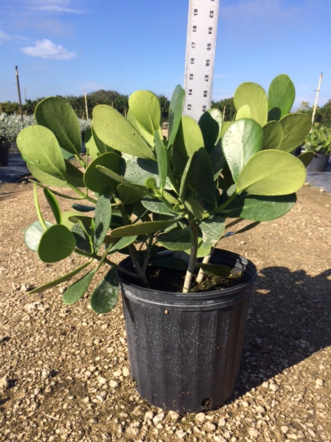 clusia-guttifera-small-leaf-clusia