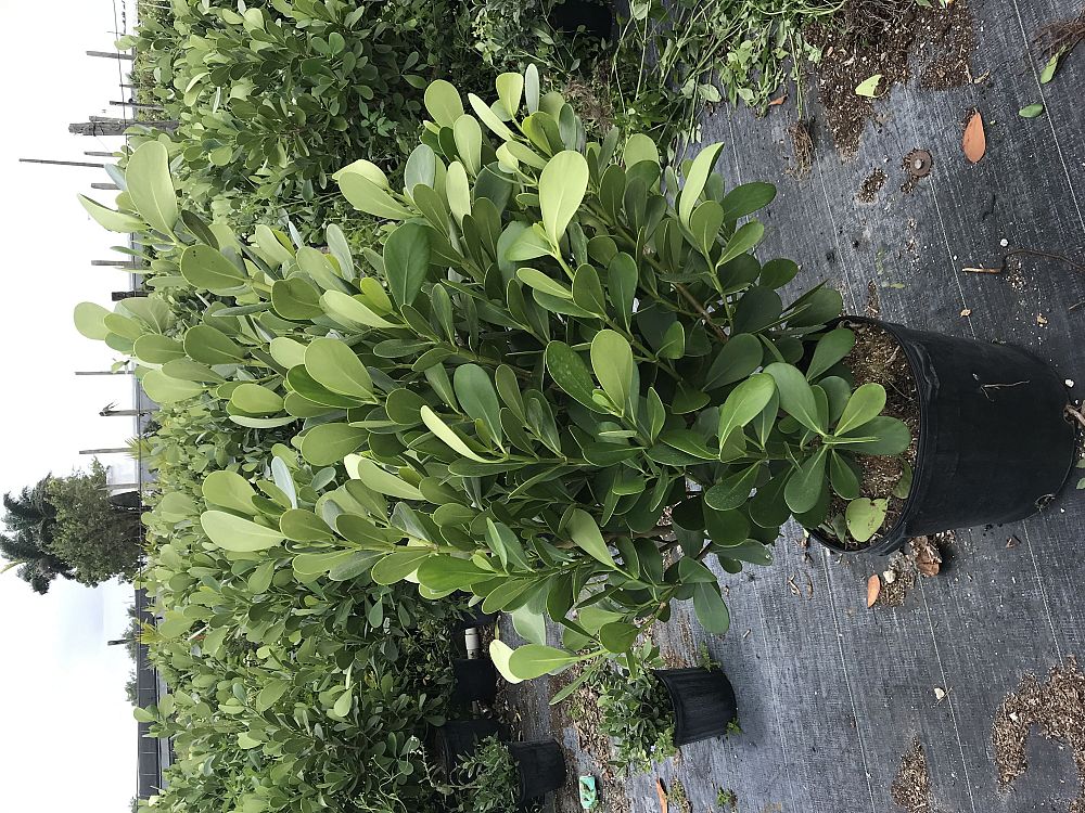 clusia-guttifera-small-leaf-clusia