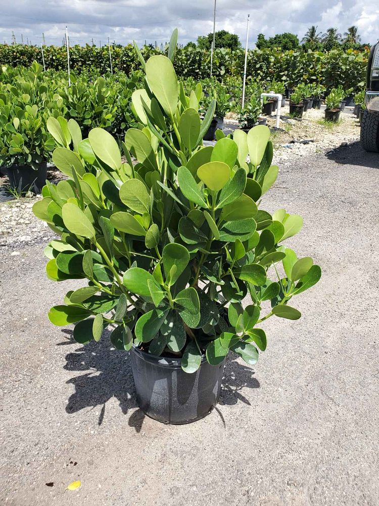 clusia-guttifera-small-leaf-clusia