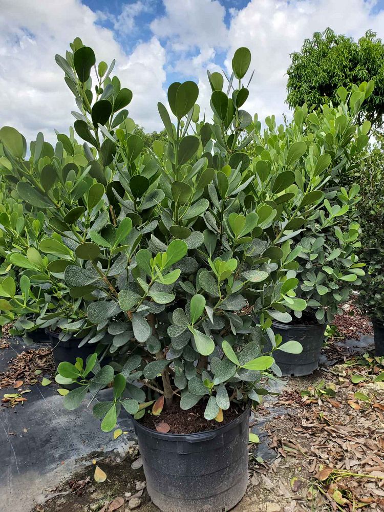 clusia-guttifera-small-leaf-clusia