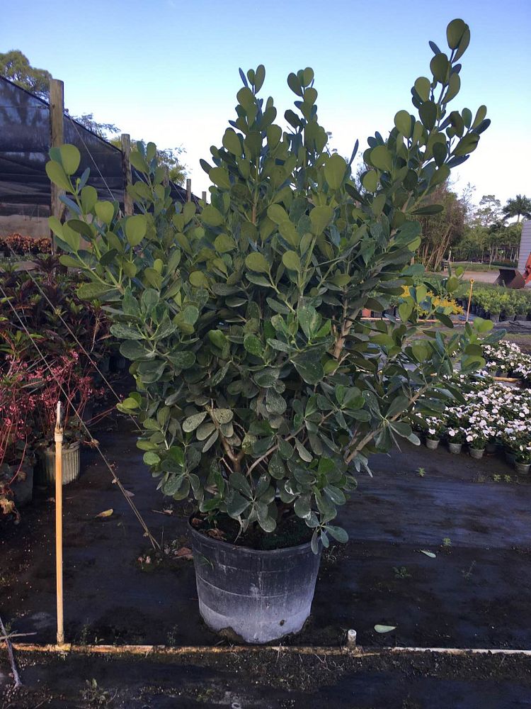 clusia-guttifera-small-leaf-clusia