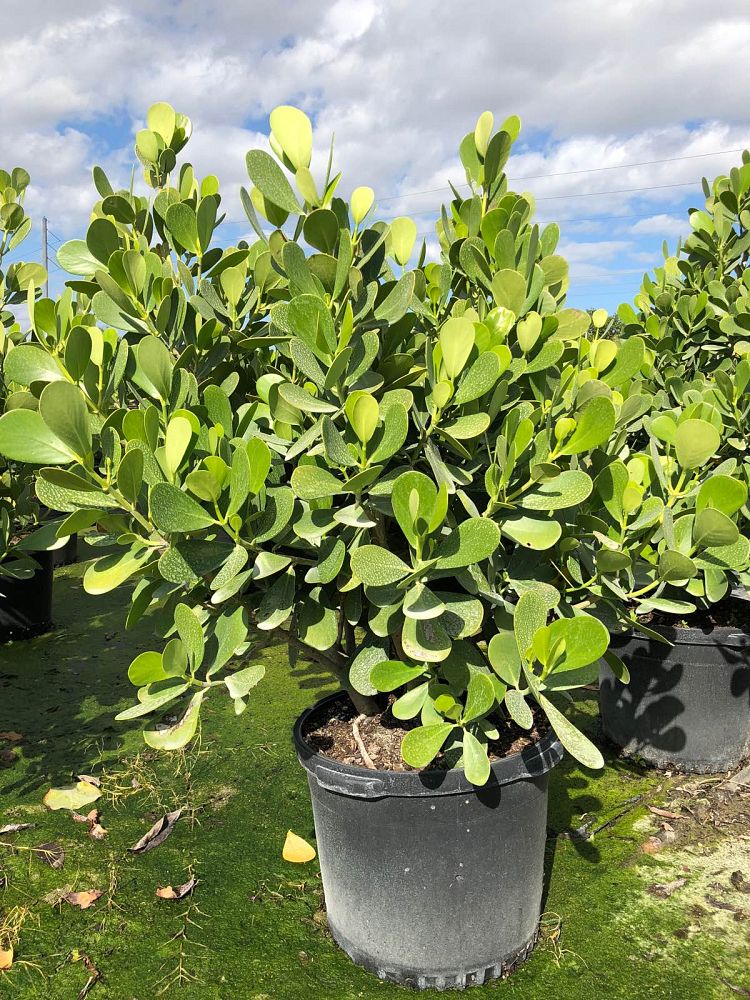 clusia-guttifera-small-leaf-clusia