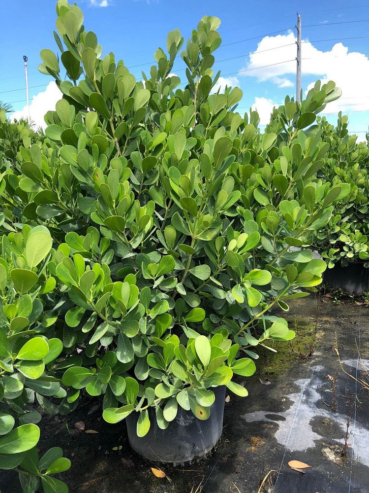 clusia-guttifera-small-leaf-clusia