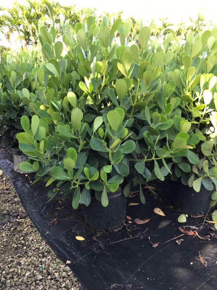 clusia-guttifera-small-leaf-clusia