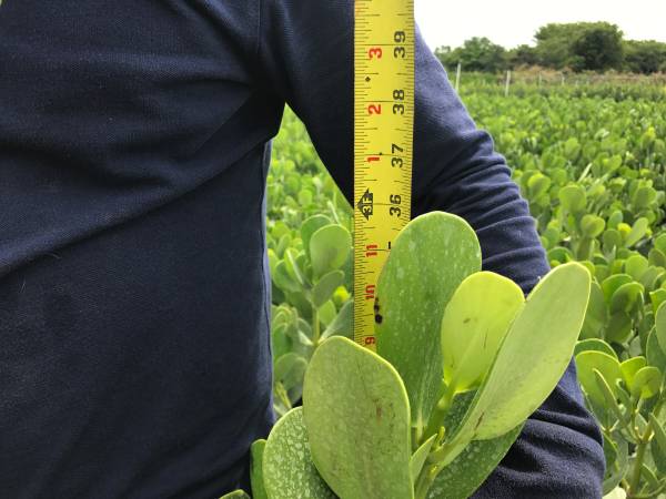 clusia-guttifera-small-leaf-clusia