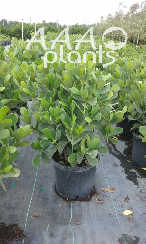 clusia-guttifera-small-leaf-clusia