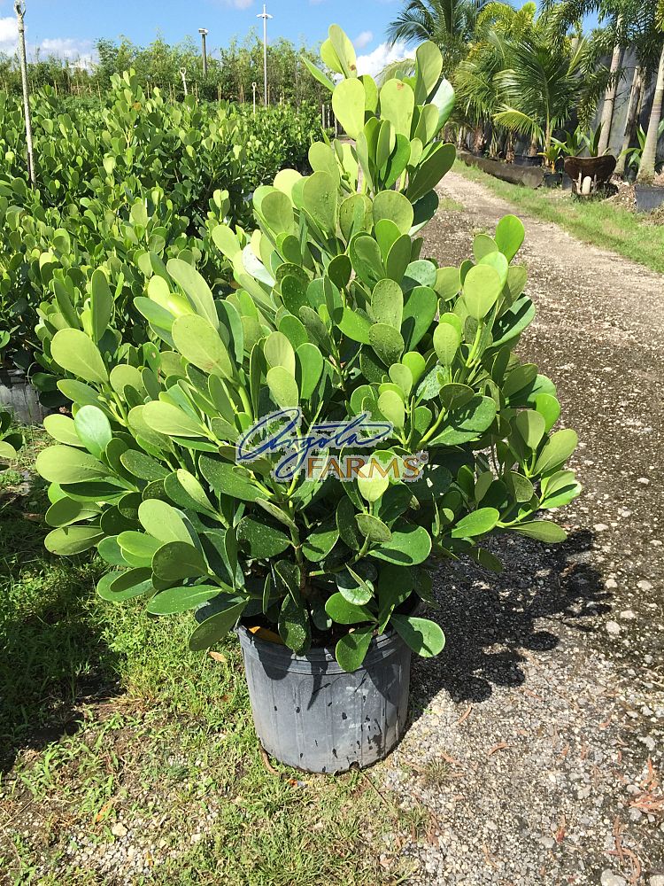 clusia-guttifera-small-leaf-clusia