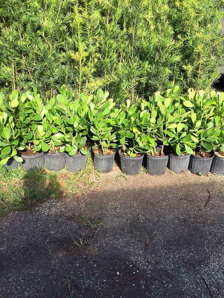 clusia-guttifera-small-leaf-clusia