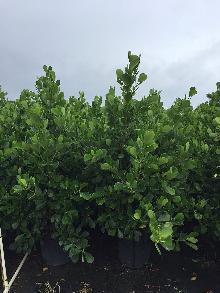 clusia-guttifera-small-leaf-clusia