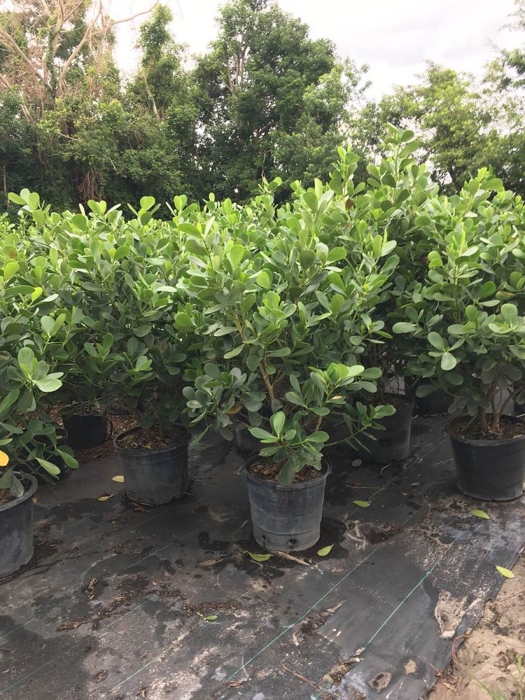 clusia-guttifera-small-leaf-clusia