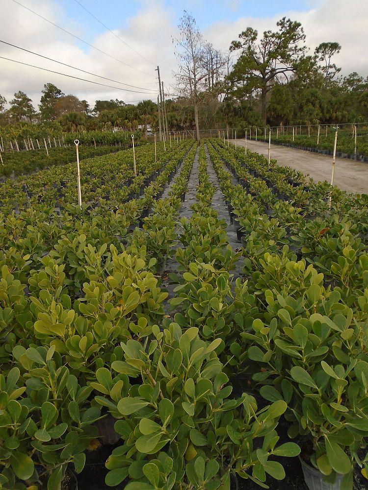 clusia-guttifera-small-leaf-clusia