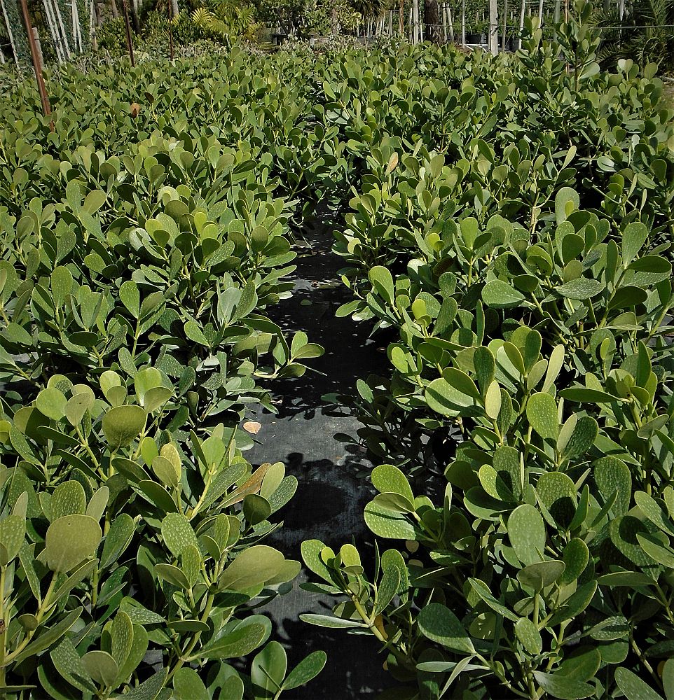 clusia-guttifera-small-leaf-clusia
