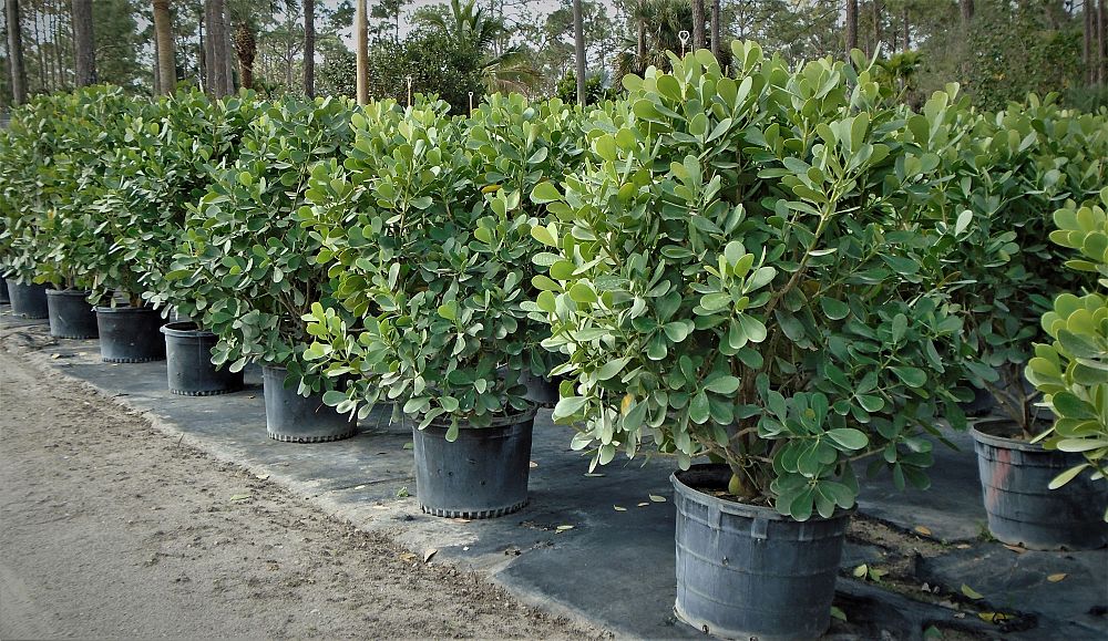 clusia-guttifera-small-leaf-clusia