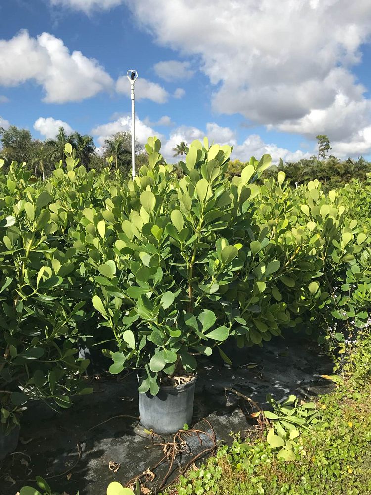 clusia-guttifera-small-leaf-clusia
