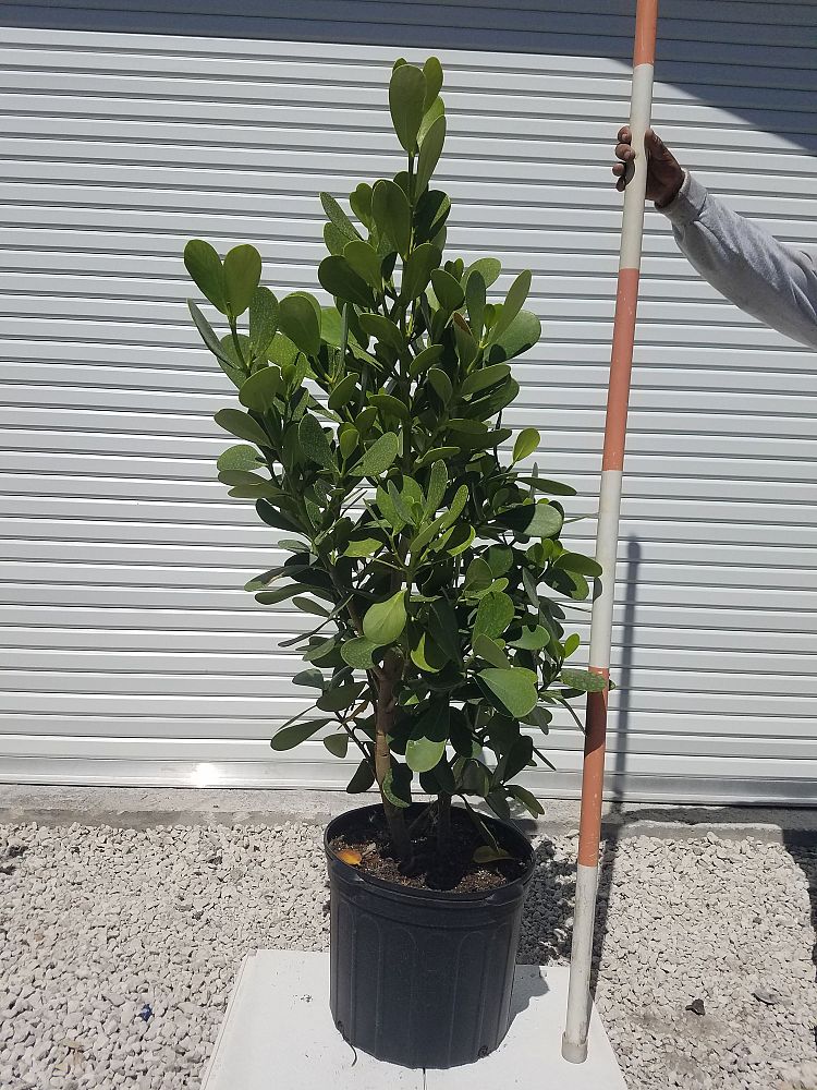 clusia-guttifera-small-leaf-clusia