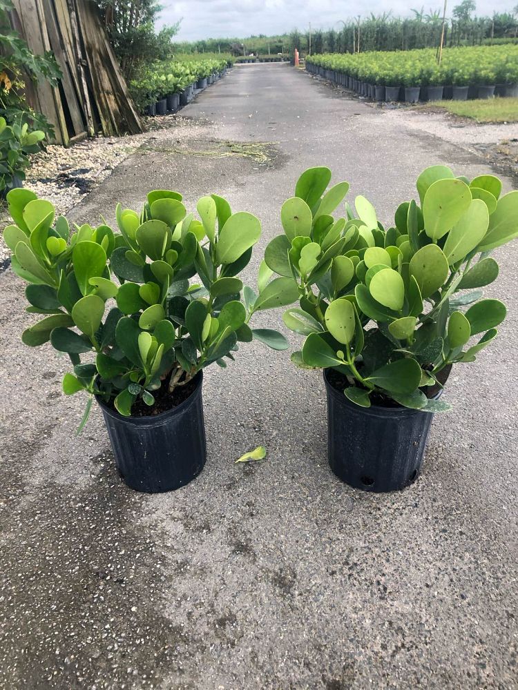 clusia-guttifera-small-leaf-clusia