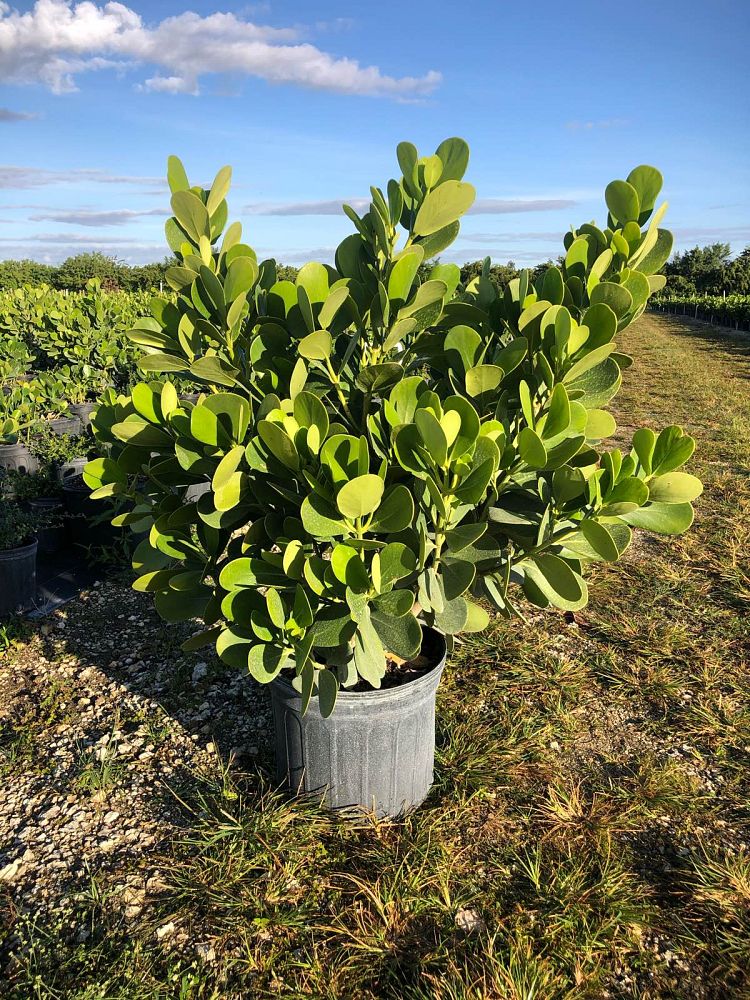 clusia-guttifera-small-leaf-clusia