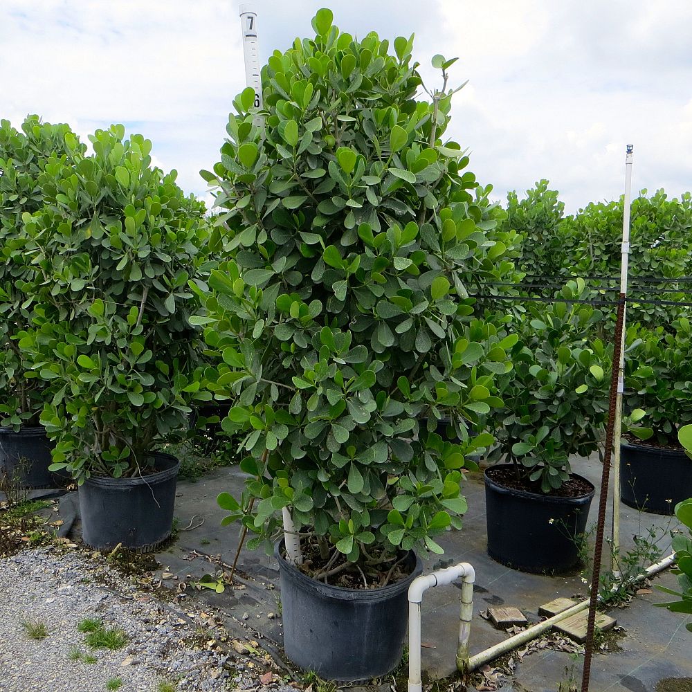 clusia-guttifera-small-leaf-clusia