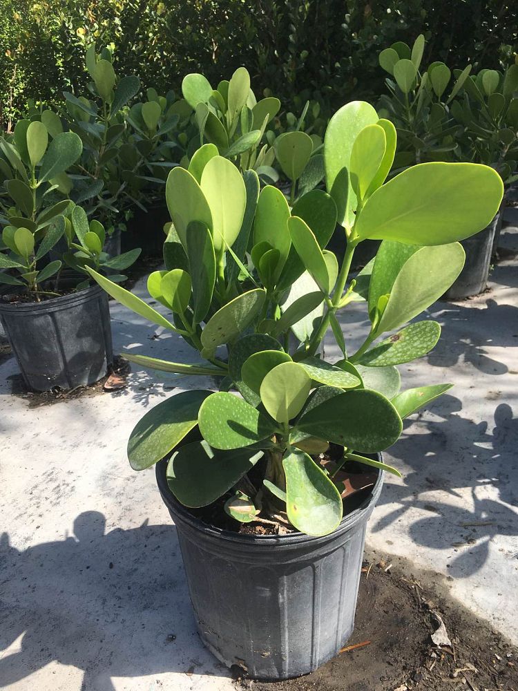 clusia-guttifera-small-leaf-clusia