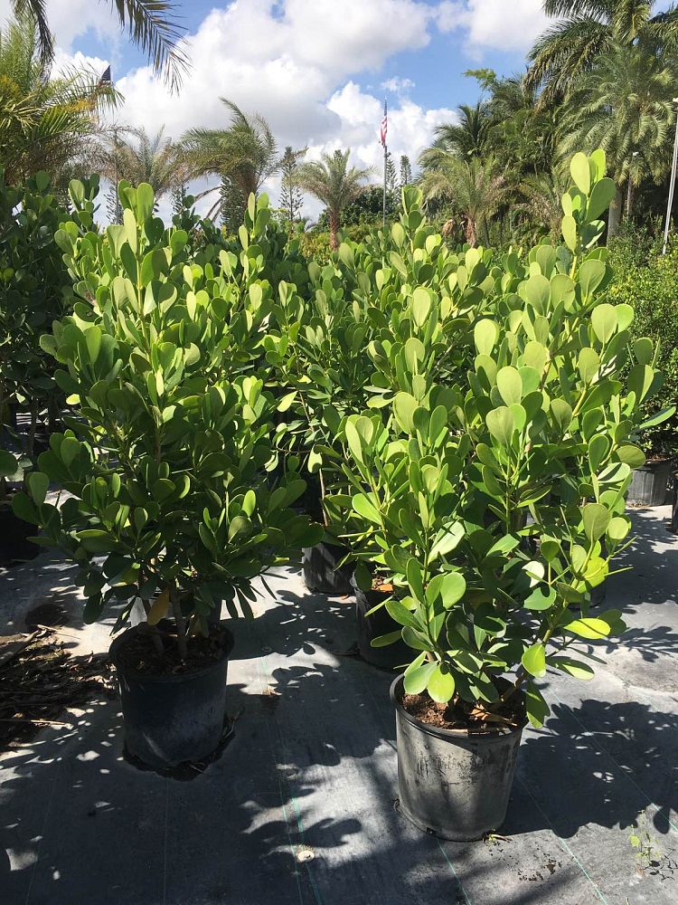 clusia-guttifera-small-leaf-clusia