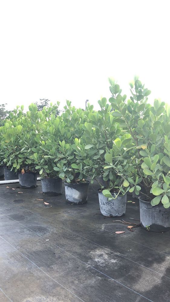 clusia-guttifera-small-leaf-clusia