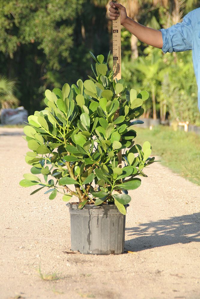 clusia-guttifera-small-leaf-clusia