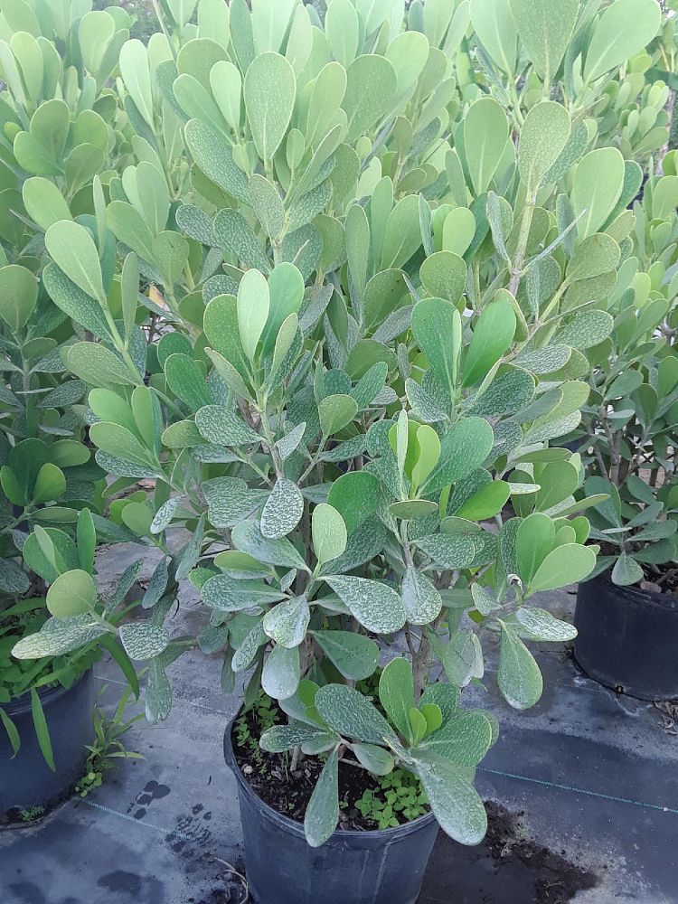 clusia-guttifera-small-leaf-clusia