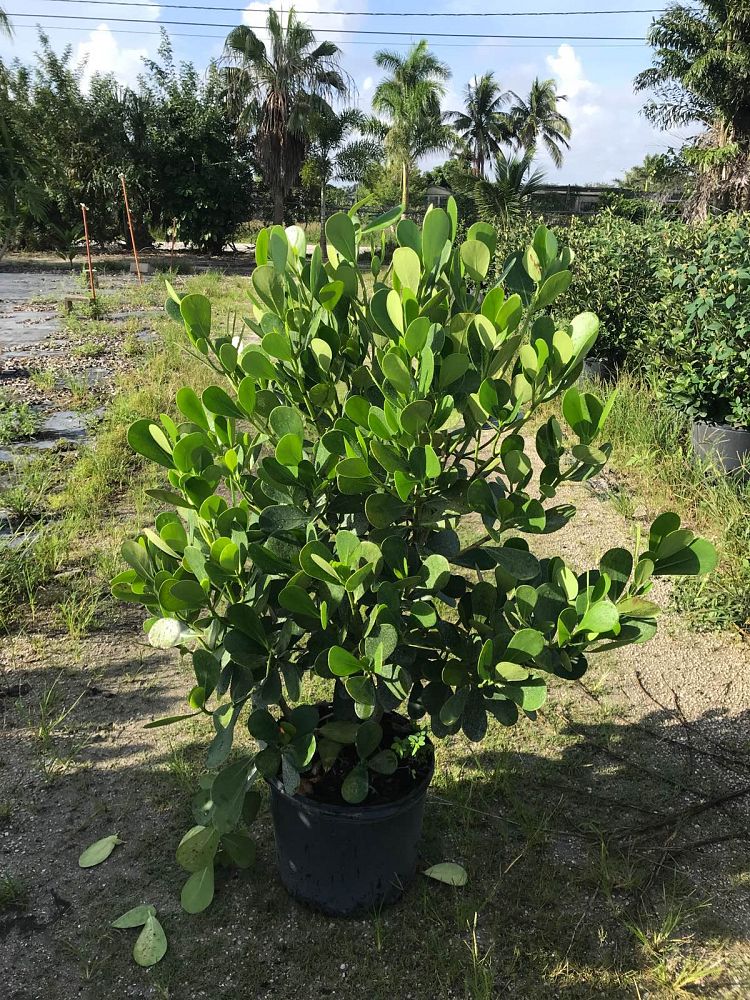 clusia-guttifera-small-leaf-clusia