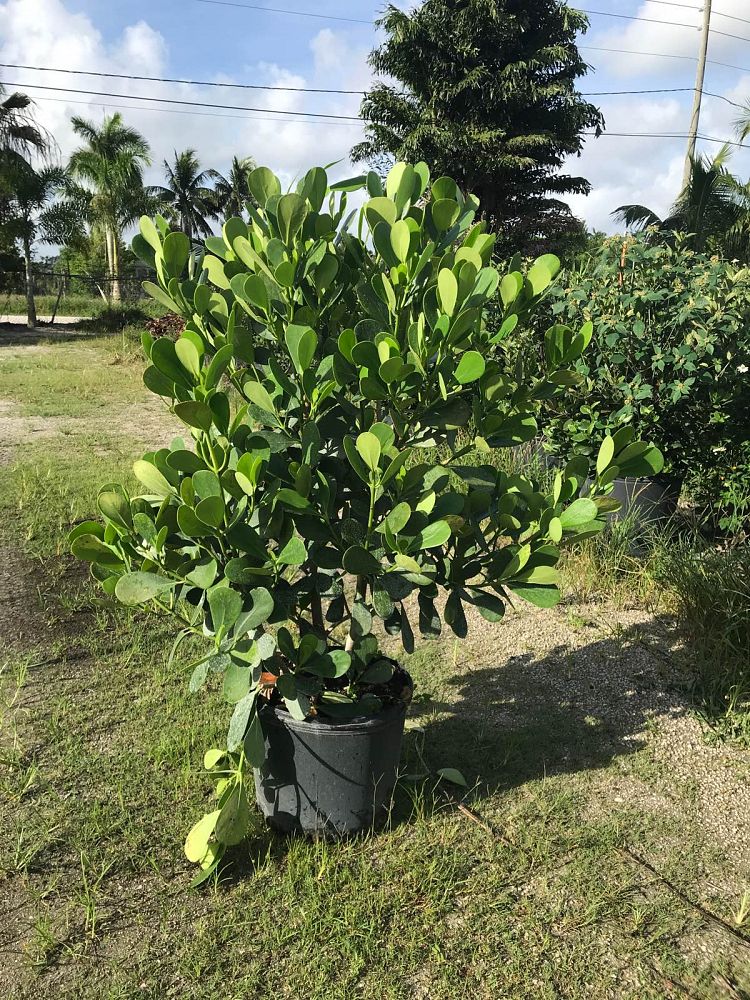 clusia-guttifera-small-leaf-clusia
