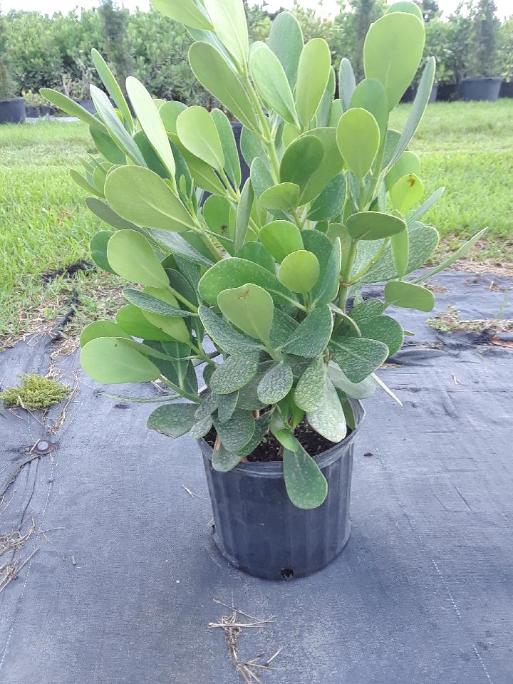 clusia-guttifera-small-leaf-clusia
