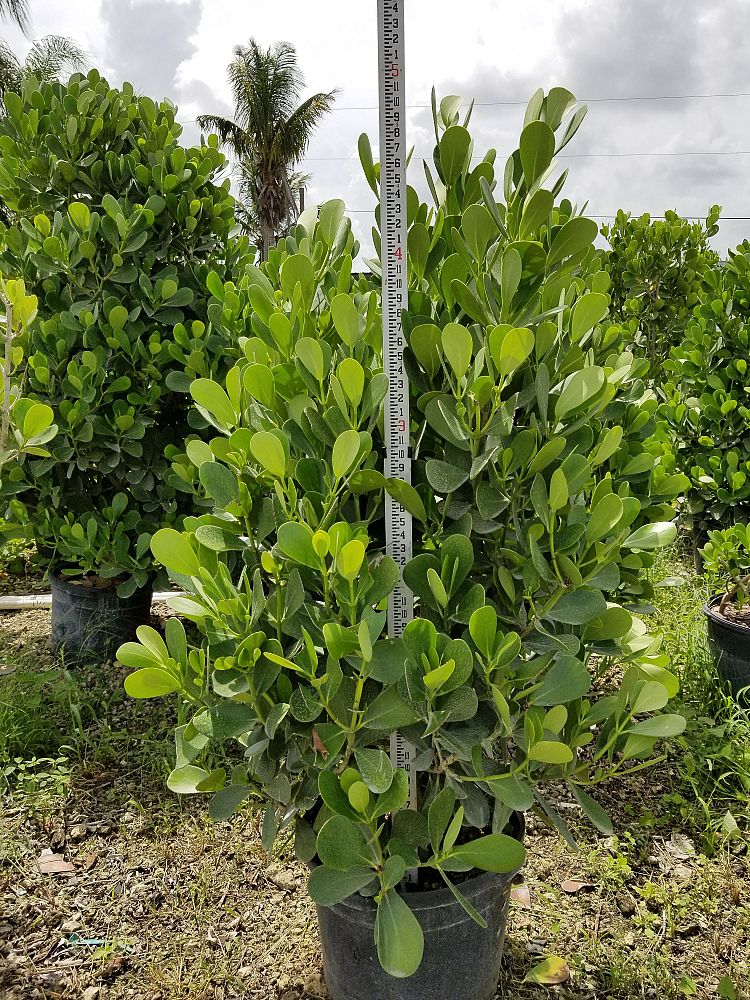 clusia-guttifera-small-leaf-clusia