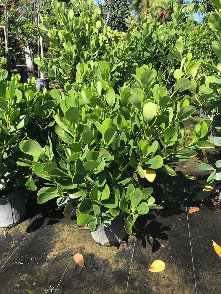 clusia-guttifera-small-leaf-clusia