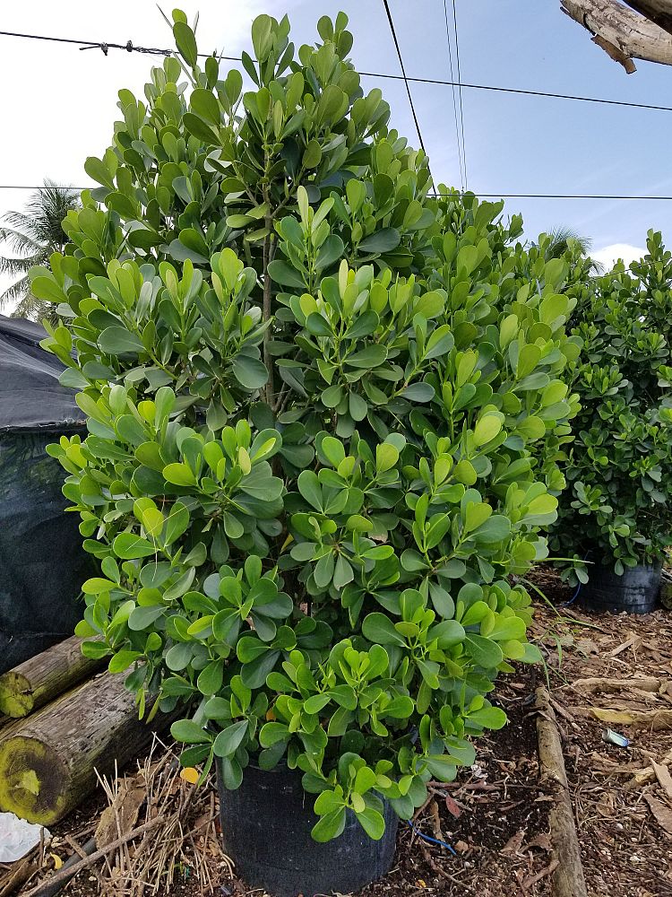 clusia-guttifera-small-leaf-clusia