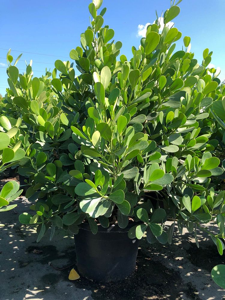 clusia-guttifera-small-leaf-clusia