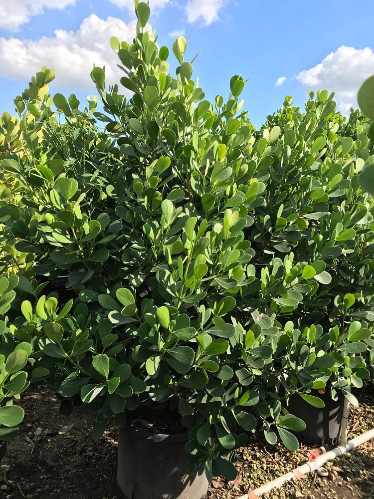 clusia-guttifera-small-leaf-clusia