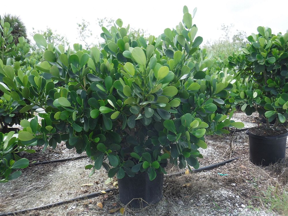 clusia-guttifera-small-leaf-clusia
