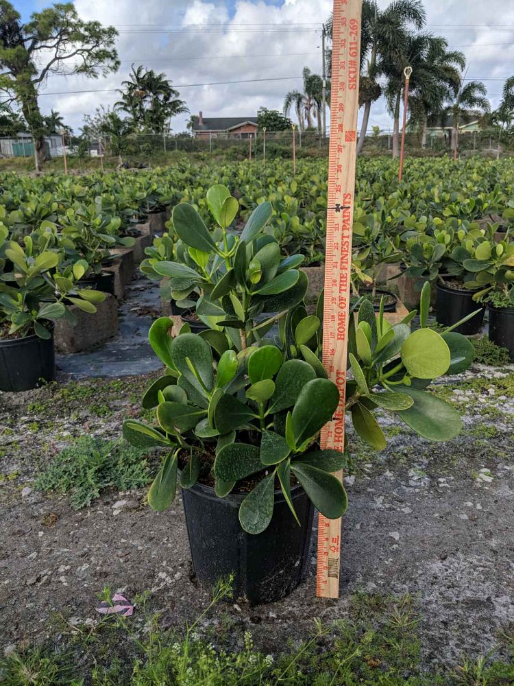 clusia-guttifera-small-leaf-clusia