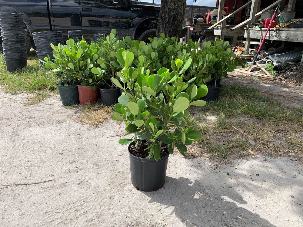 clusia-guttifera-small-leaf-clusia