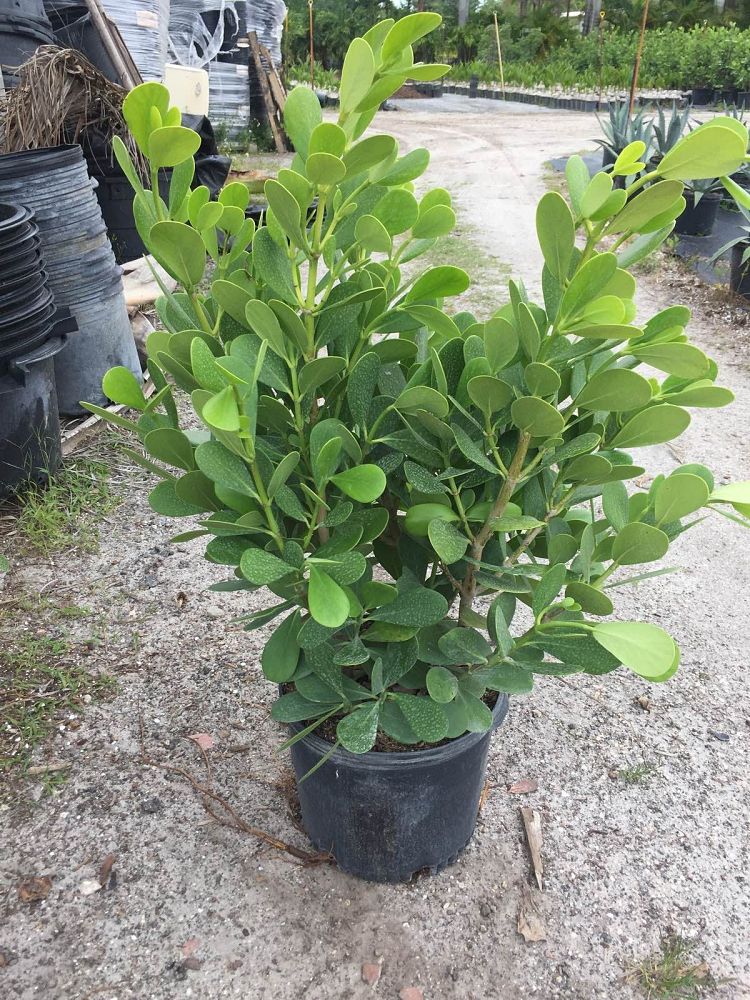 clusia-guttifera-small-leaf-clusia