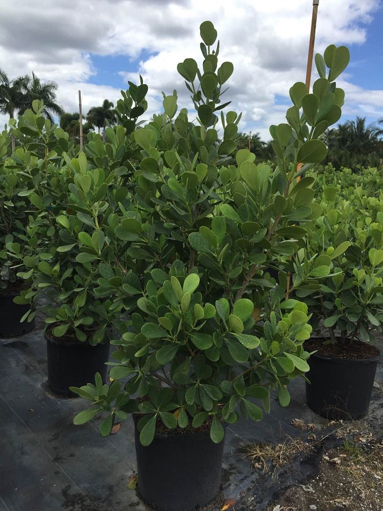 clusia-guttifera-small-leaf-clusia