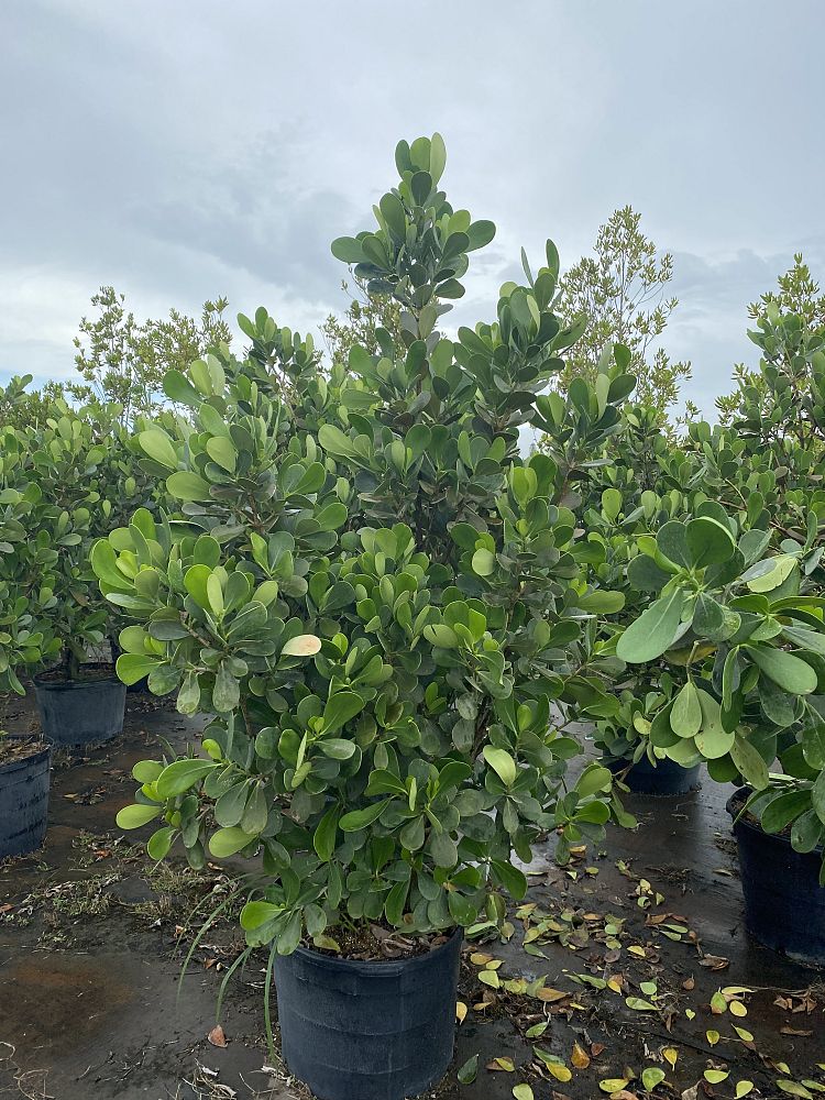 clusia-guttifera-small-leaf-clusia