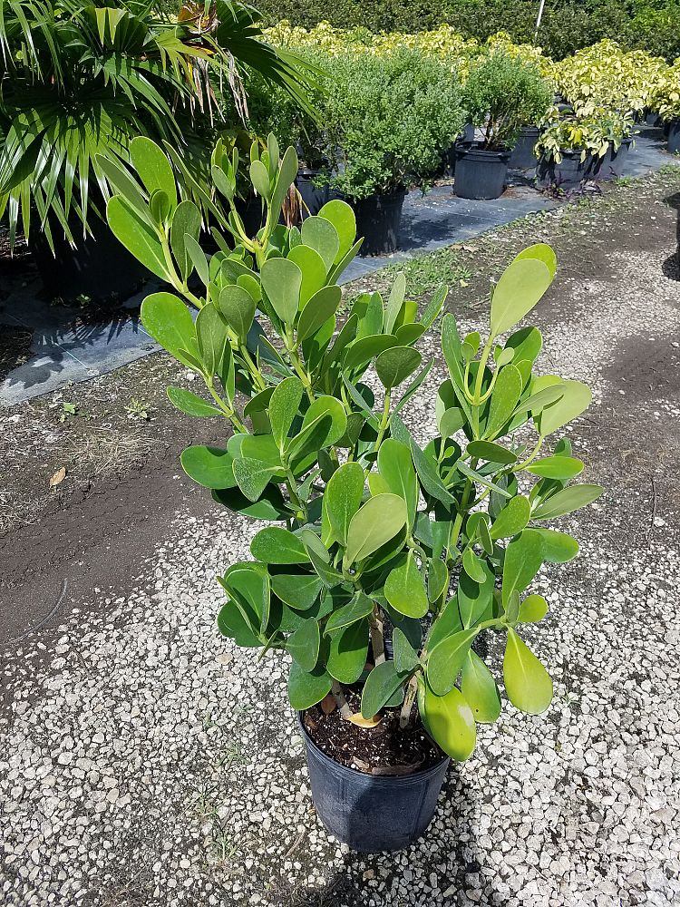 clusia-guttifera-small-leaf-clusia