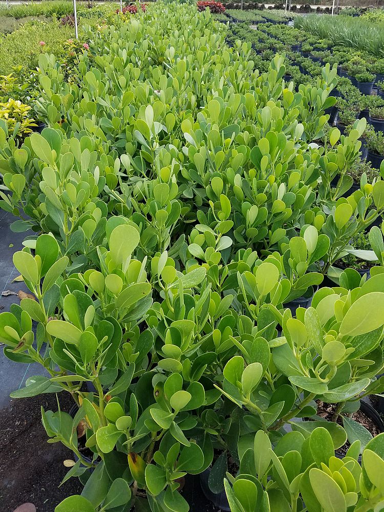 clusia-guttifera-small-leaf-clusia