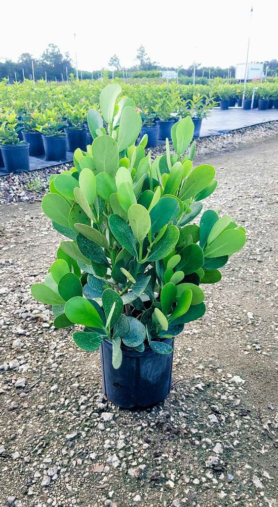 clusia-guttifera-small-leaf-clusia