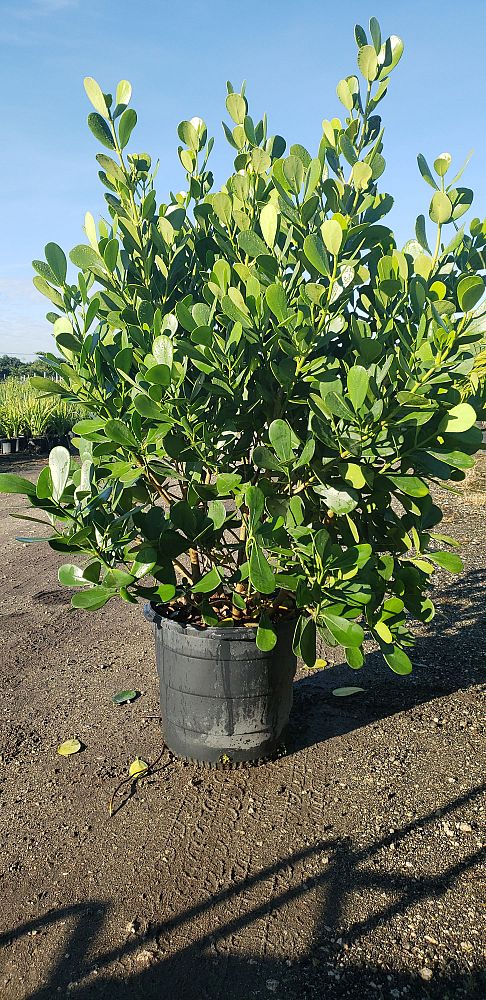 clusia-guttifera-small-leaf-clusia